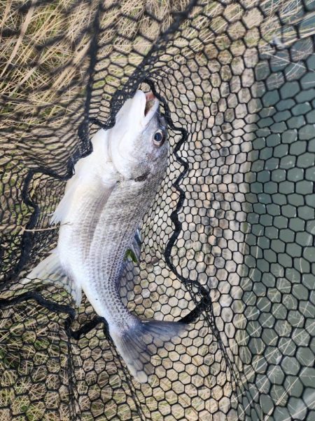 シルバーウルフEX80　初陣