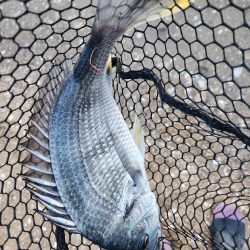 しごおわチニング!