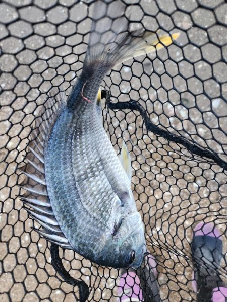 しごおわチニング!