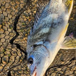 今日もしごおわ！