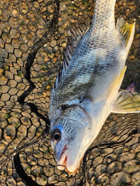 今日もしごおわ！
