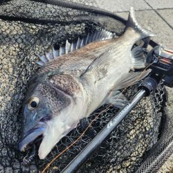 黒・黄・赤コンプリート!!