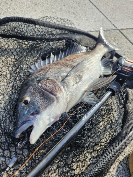 黒・黄・赤コンプリート!!