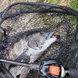 サイトチニング