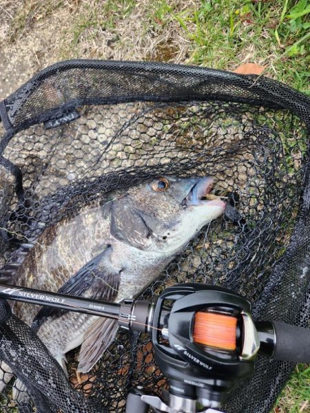 サイトチニング