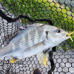 チニング1時間勝負