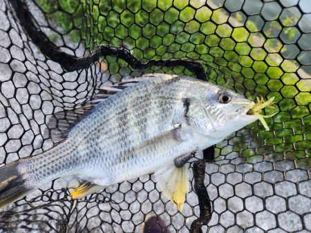 チニング1時間勝負