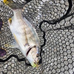 しごおわチニング