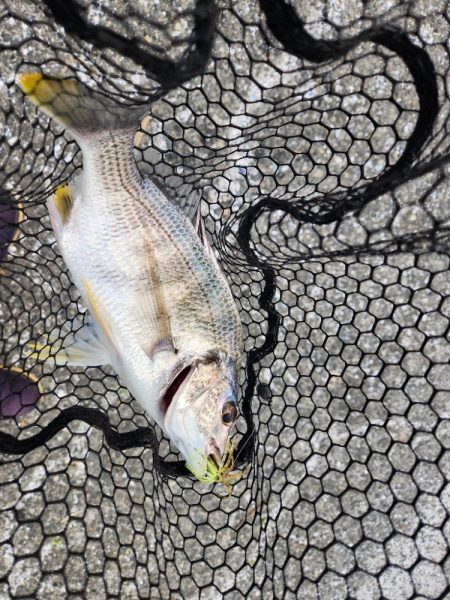 しごおわチニング