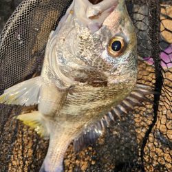 しごおわチニング