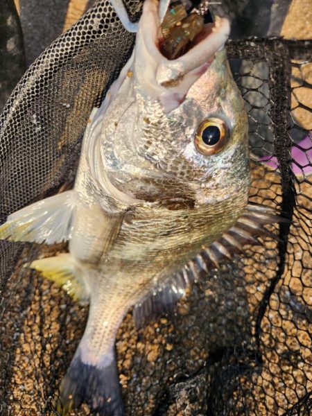 しごおわチニング