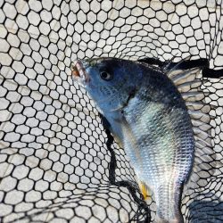 スキマチニング