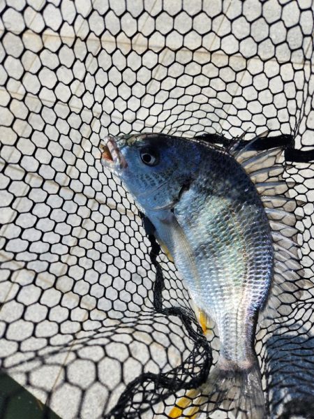 スキマチニング