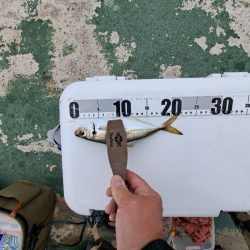 イワシと小アジが釣りたくて