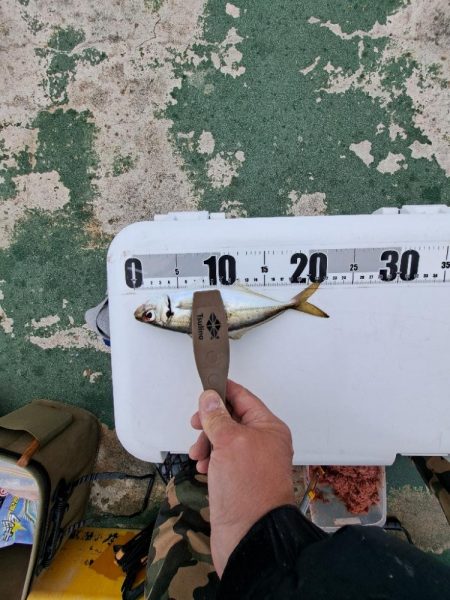 イワシと小アジが釣りたくて