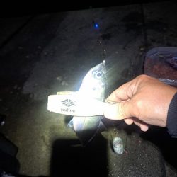 勢い良く沈み続ける電気ウキ