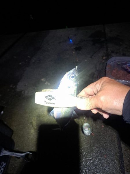 勢い良く沈み続ける電気ウキ