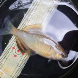 春のたなご釣り