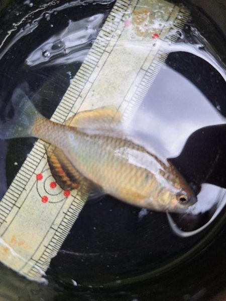 春のたなご釣り