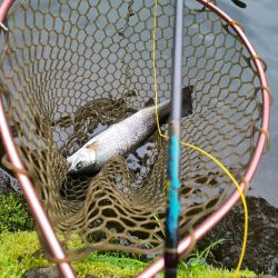 エリアトラウト