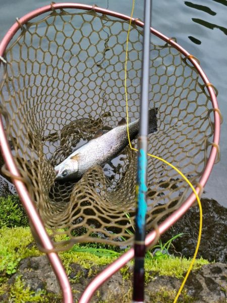 エリアトラウト