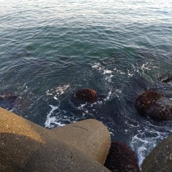 メバル1匹（お）