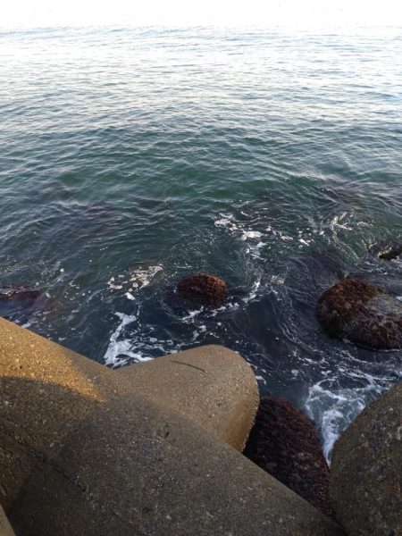 メバル1匹（お）