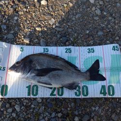 クロダイ（お）