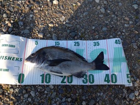 クロダイ（お）