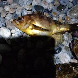 カサゴ、メバル