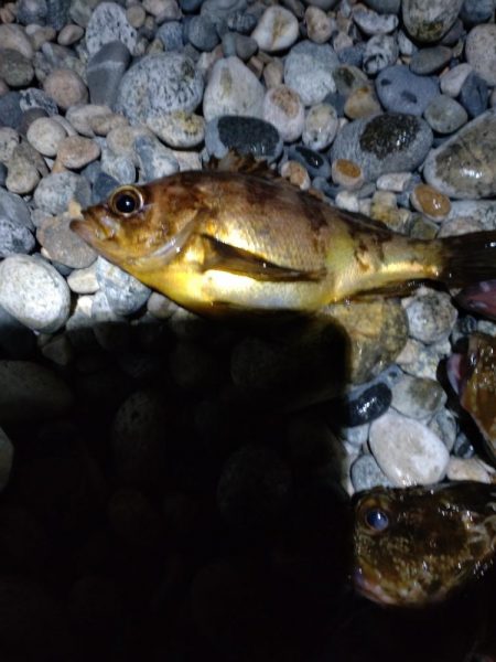 カサゴ、メバル