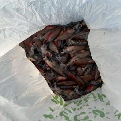 シーバス、ホタルイカ(おと)