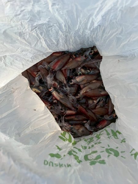 シーバス、ホタルイカ(おと)