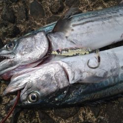 最近のデイゲーム