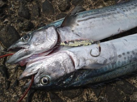 最近のデイゲーム