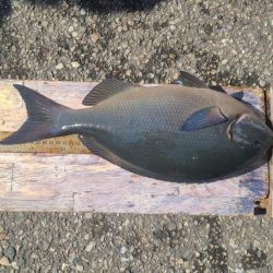 和歌山県釣連盟グレ釣りトーナメント