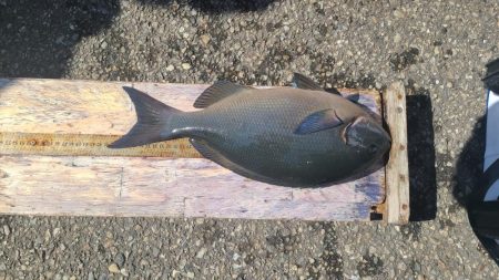 和歌山県釣連盟グレ釣りトーナメント