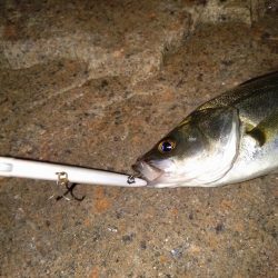 シーバス初釣行