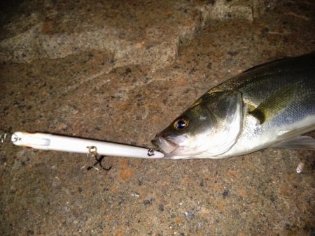 シーバス初釣行