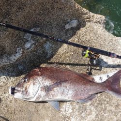 春到来！芸予諸島のチヌ釣り