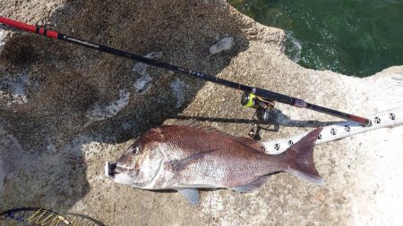 春到来！芸予諸島のチヌ釣り