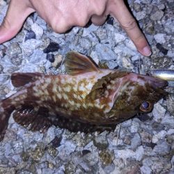 ガッシー、渋め