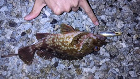 ガッシー、渋め