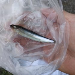 今年も居ます、が…