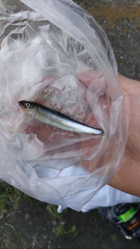 今年も居ます、が…