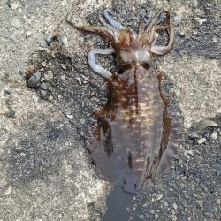 春アオリイカ狙い