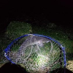 ボラスレだけじゃダメですか