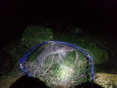 ボラスレだけじゃダメですか