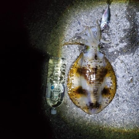 春アオリイカ狙い