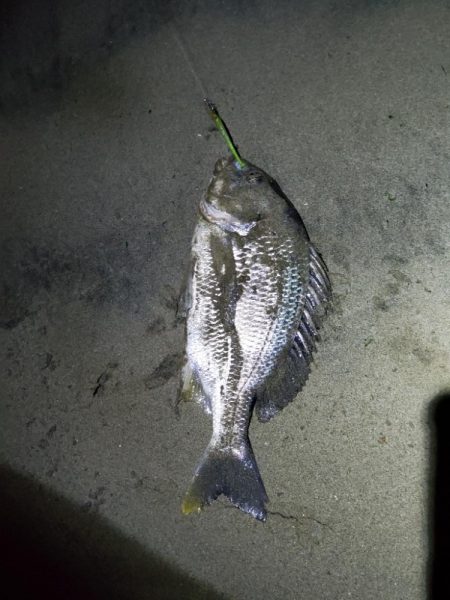 小潮でも行ける。でもボラだらけ